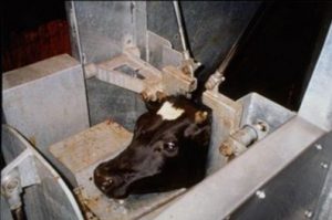 factory farm meat industry animal abuse,cruelty, animal rights violation - why go vegan, why be vegan, why become vegan, why vegan diet