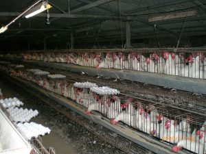 Poultry industry battery cage animal abuse,cruelty, animal rights violation - why go vegan, why be vegan, why become vegan, why vegan diet