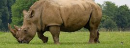 Ain't No Meat For Rhinos