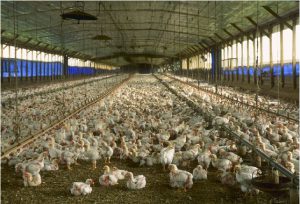 Cramped Poultry Farm