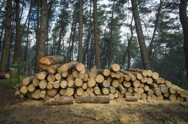 Causes of Deforestation - Logging for Timber