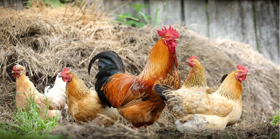 12 Fascinating Facts About Roosters - Backyard Poultry