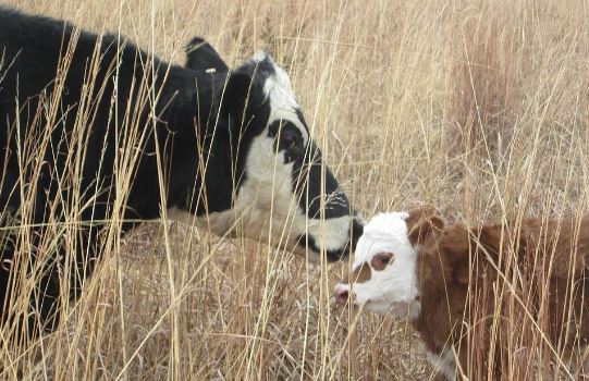 sentience, intelligence and social behavior of cattle - cow & calf bond