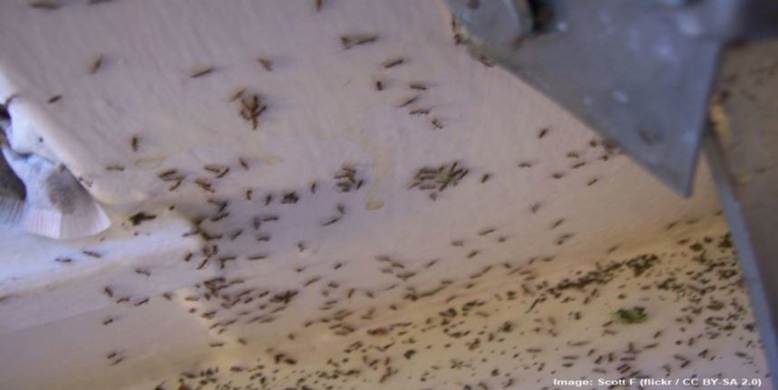 How To Get Rid Of Ants Humanely 